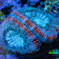 Ultra Acan Coral - Micromussa Lordhowensis - Acan Frag C9R2B1 Ultra Acan Coral - Micromussa Lordhowensis - Acan Frag C9R2B1 LPS Coral Ultra Acan Coral - Micromussa Lordhowensis - Acan Frag C9R2B1 Zeo Box Reef