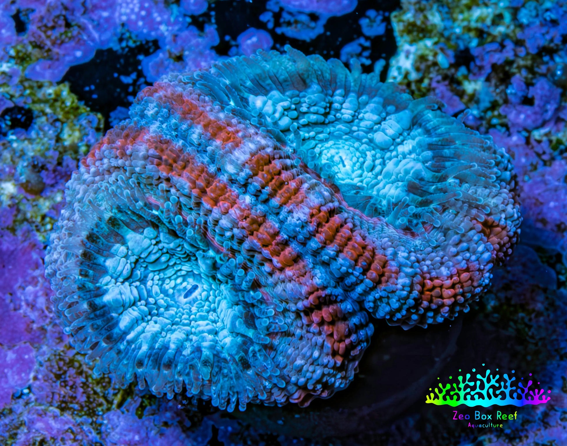Ultra Acan Coral - Micromussa Lordhowensis - Acan Frag C9R2B1 Ultra Acan Coral - Micromussa Lordhowensis - Acan Frag C9R2B1 LPS Coral Ultra Acan Coral - Micromussa Lordhowensis - Acan Frag C9R2B1 Zeo Box Reef