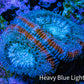 Ultra Acan Coral - Micromussa Lordhowensis - Acan Frag C9R2B1 Ultra Acan Coral - Micromussa Lordhowensis - Acan Frag C9R2B1 LPS Coral Ultra Acan Coral - Micromussa Lordhowensis - Acan Frag C9R2B1 Zeo Box Reef