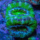 Ultra Acan Coral - Micromussa Lordhowensis - Acan Frag D1R3B1 Ultra Acan Coral - Micromussa Lordhowensis - Acan Frag D1R3B1 LPS Coral Ultra Acan Coral - Micromussa Lordhowensis - Acan Frag D1R3B1 Zeo Box Reef