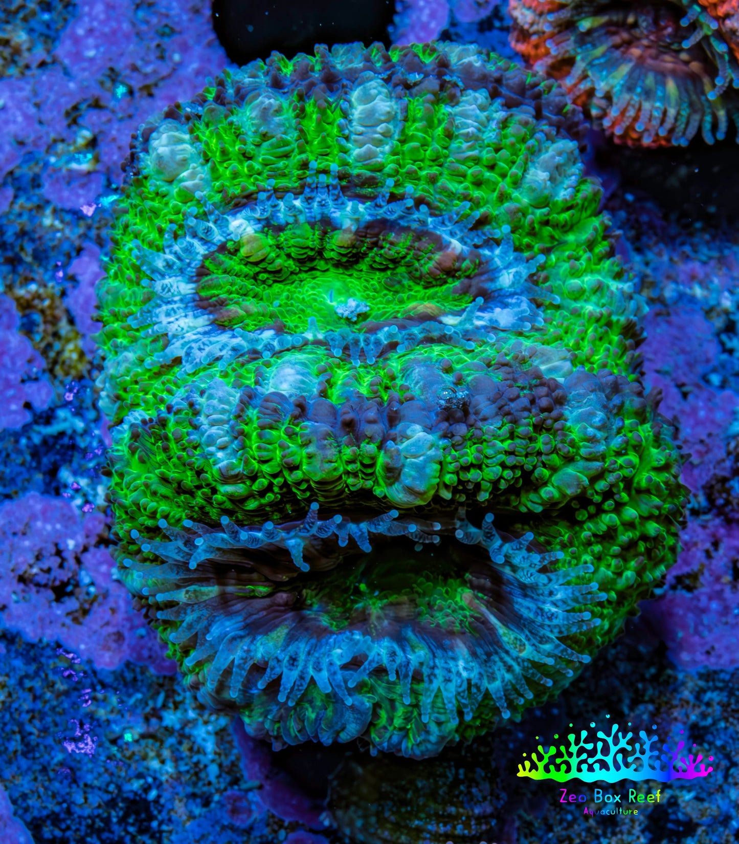 Ultra Acan Coral - Micromussa Lordhowensis - Acan Frag D1R3B1 Ultra Acan Coral - Micromussa Lordhowensis - Acan Frag D1R3B1 LPS Coral Ultra Acan Coral - Micromussa Lordhowensis - Acan Frag D1R3B1 Zeo Box Reef