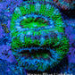Ultra Acan Coral - Micromussa Lordhowensis - Acan Frag D1R3B1 Ultra Acan Coral - Micromussa Lordhowensis - Acan Frag D1R3B1 LPS Coral Ultra Acan Coral - Micromussa Lordhowensis - Acan Frag D1R3B1 Zeo Box Reef