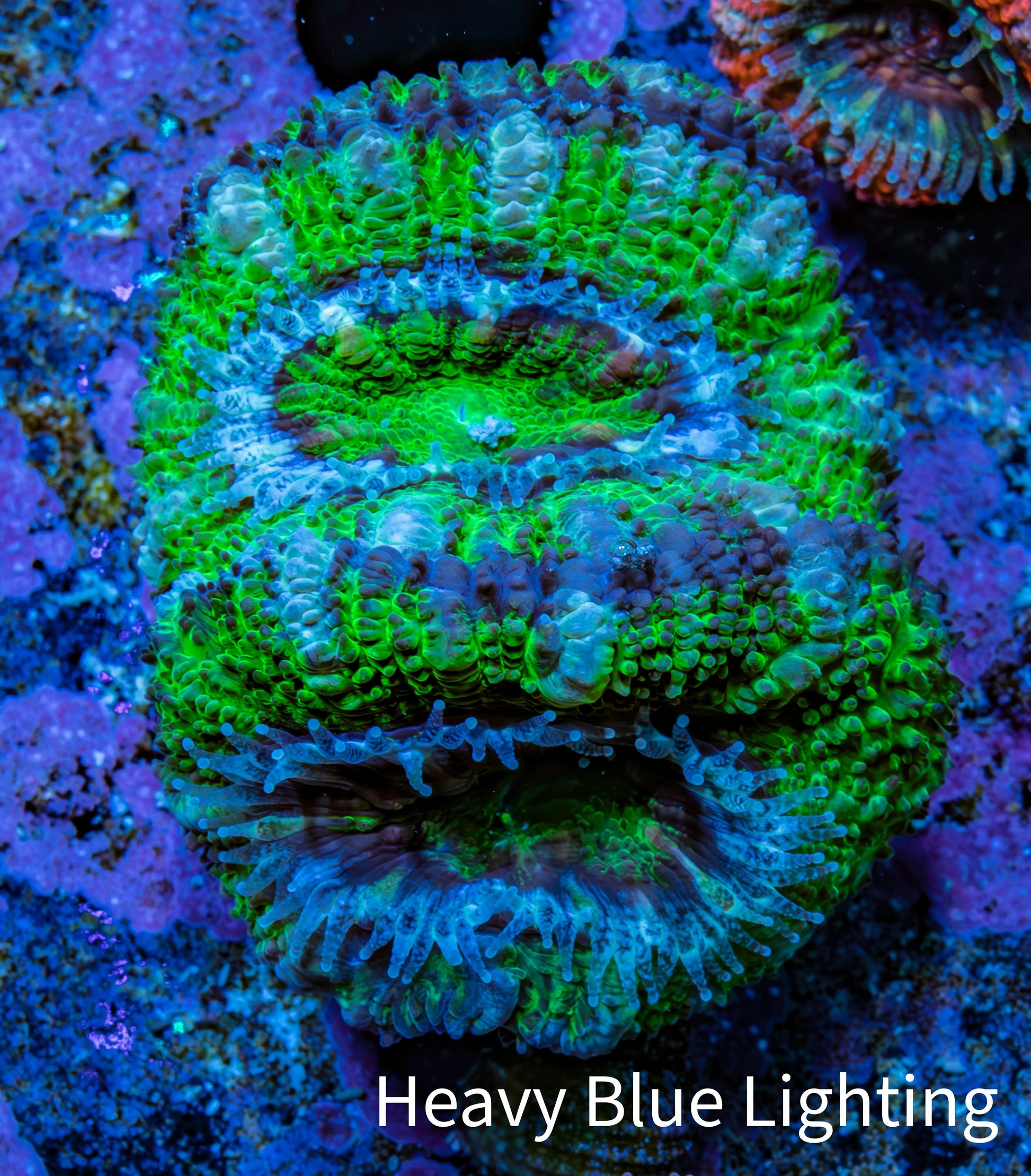 Ultra Acan Coral - Micromussa Lordhowensis - Acan Frag D1R3B1 Ultra Acan Coral - Micromussa Lordhowensis - Acan Frag D1R3B1 LPS Coral Ultra Acan Coral - Micromussa Lordhowensis - Acan Frag D1R3B1 Zeo Box Reef