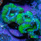 Ultra Acan Coral - Micromussa Lordhowensis - Acan Frag D3R3B1 Ultra Acan Coral - Micromussa Lordhowensis - Acan Frag D3R3B1 LPS Coral Ultra Acan Coral - Micromussa Lordhowensis - Acan Frag D3R3B1 Zeo Box Reef
