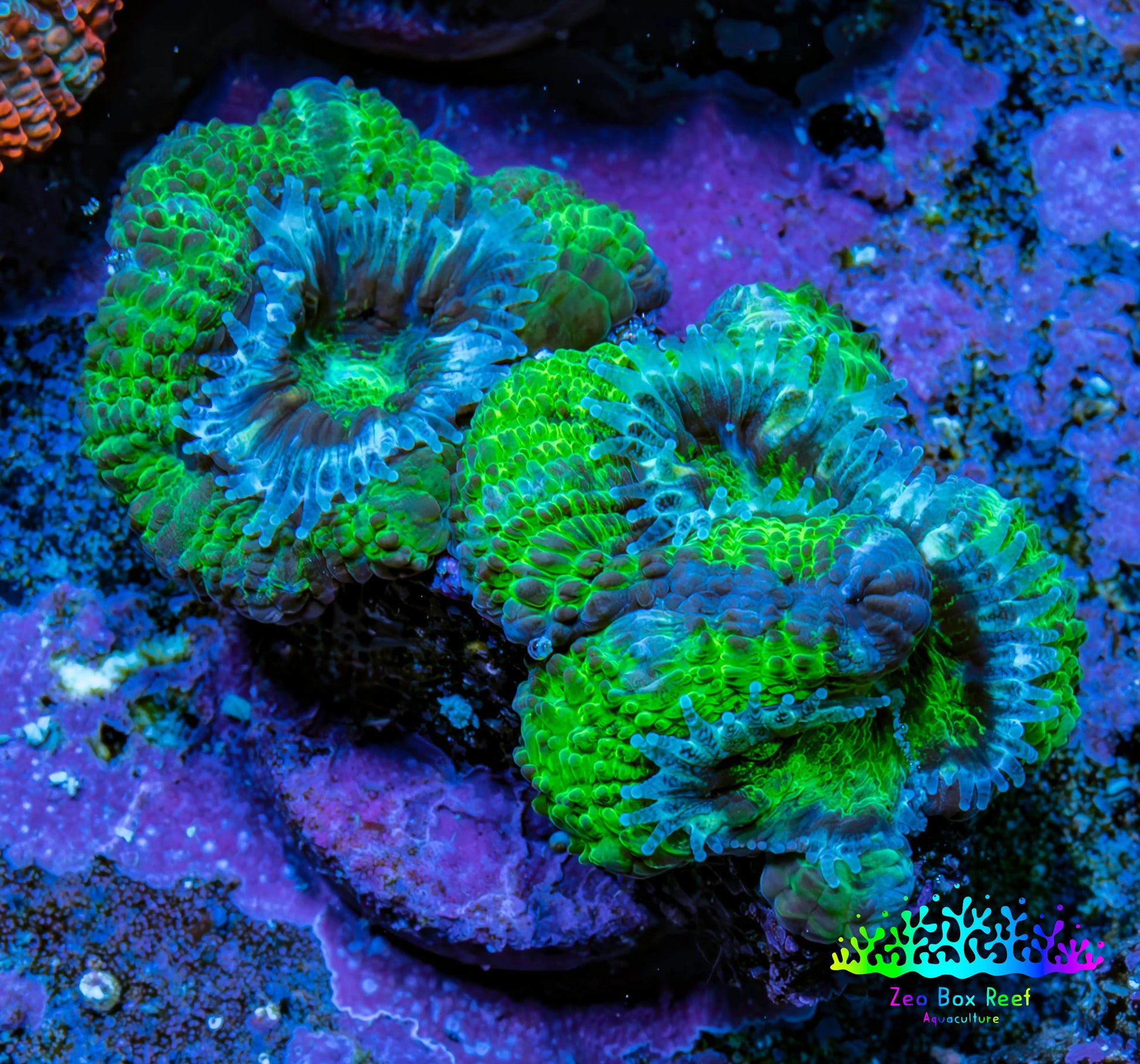 Ultra Acan Coral - Micromussa Lordhowensis - Acan Frag D3R3B1 Ultra Acan Coral - Micromussa Lordhowensis - Acan Frag D3R3B1 LPS Coral Ultra Acan Coral - Micromussa Lordhowensis - Acan Frag D3R3B1 Zeo Box Reef