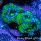 Ultra Acan Coral - Micromussa Lordhowensis - Acan Frag D3R3B1 Ultra Acan Coral - Micromussa Lordhowensis - Acan Frag D3R3B1 LPS Coral Ultra Acan Coral - Micromussa Lordhowensis - Acan Frag D3R3B1 Zeo Box Reef
