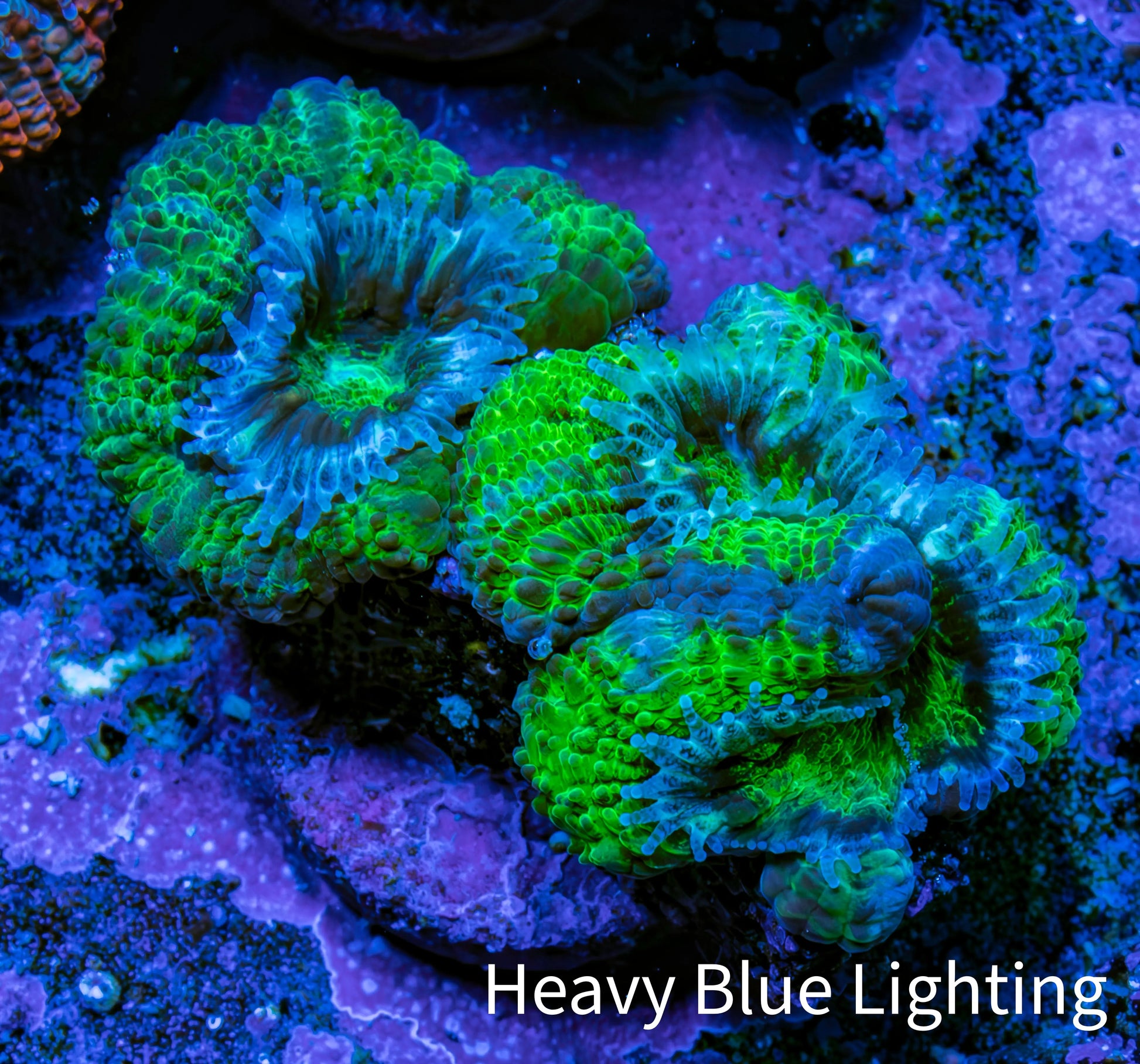 Ultra Acan Coral - Micromussa Lordhowensis - Acan Frag D3R3B1 Ultra Acan Coral - Micromussa Lordhowensis - Acan Frag D3R3B1 LPS Coral Ultra Acan Coral - Micromussa Lordhowensis - Acan Frag D3R3B1 Zeo Box Reef
