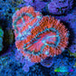 Ultra Acan Coral - Micromussa Lordhowensis - Acan Frag E1R3B1 Ultra Acan Coral - Micromussa Lordhowensis - Acan Frag E1R3B1 LPS Coral Ultra Acan Coral - Micromussa Lordhowensis - Acan Frag E1R3B1 Zeo Box Reef
