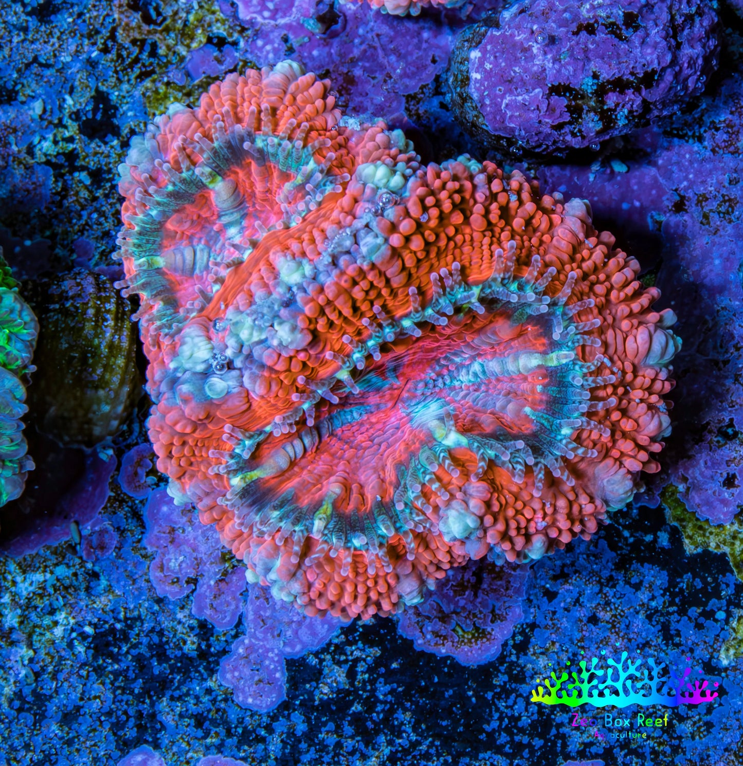 Ultra Acan Coral - Micromussa Lordhowensis - Acan Frag E1R3B1 Ultra Acan Coral - Micromussa Lordhowensis - Acan Frag E1R3B1 LPS Coral Ultra Acan Coral - Micromussa Lordhowensis - Acan Frag E1R3B1 Zeo Box Reef