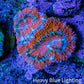 Ultra Acan Coral - Micromussa Lordhowensis - Acan Frag E1R3B1 Ultra Acan Coral - Micromussa Lordhowensis - Acan Frag E1R3B1 LPS Coral Ultra Acan Coral - Micromussa Lordhowensis - Acan Frag E1R3B1 Zeo Box Reef