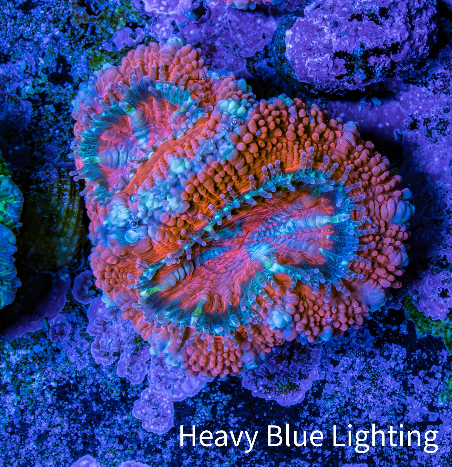 Ultra Acan Coral - Micromussa Lordhowensis - Acan Frag E1R3B1 Ultra Acan Coral - Micromussa Lordhowensis - Acan Frag E1R3B1 LPS Coral Ultra Acan Coral - Micromussa Lordhowensis - Acan Frag E1R3B1 Zeo Box Reef