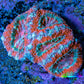 Ultra Acan Coral - Micromussa Lordhowensis - Acan Frag E2R3B1 Ultra Acan Coral - Micromussa Lordhowensis - Acan Frag E2R3B1 LPS Coral Ultra Acan Coral - Micromussa Lordhowensis - Acan Frag E2R3B1 Zeo Box Reef