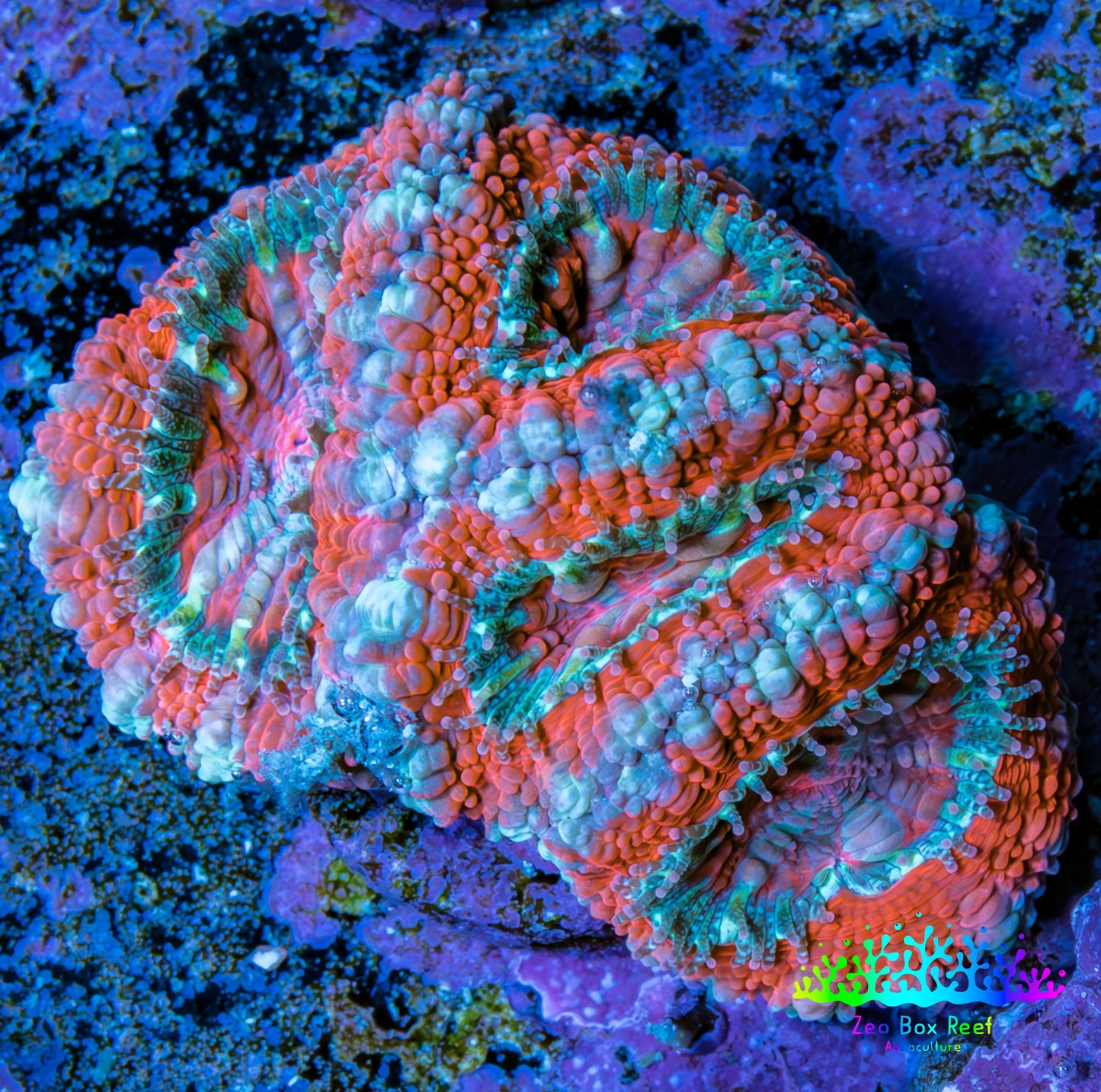 Ultra Acan Coral - Micromussa Lordhowensis - Acan Frag E2R3B1 Ultra Acan Coral - Micromussa Lordhowensis - Acan Frag E2R3B1 LPS Coral Ultra Acan Coral - Micromussa Lordhowensis - Acan Frag E2R3B1 Zeo Box Reef