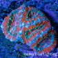 Ultra Acan Coral - Micromussa Lordhowensis - Acan Frag E2R3B1 Ultra Acan Coral - Micromussa Lordhowensis - Acan Frag E2R3B1 LPS Coral Ultra Acan Coral - Micromussa Lordhowensis - Acan Frag E2R3B1 Zeo Box Reef