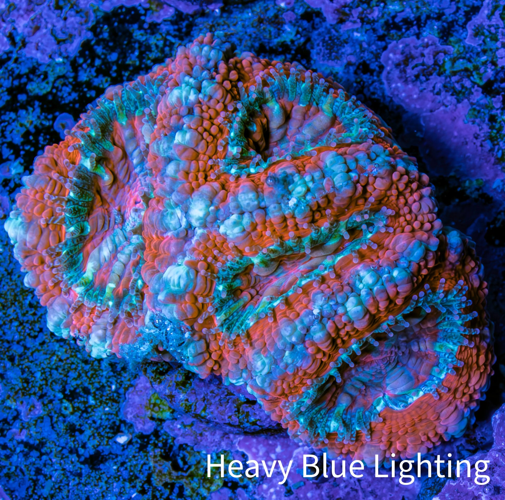 Ultra Acan Coral - Micromussa Lordhowensis - Acan Frag E2R3B1 Ultra Acan Coral - Micromussa Lordhowensis - Acan Frag E2R3B1 LPS Coral Ultra Acan Coral - Micromussa Lordhowensis - Acan Frag E2R3B1 Zeo Box Reef