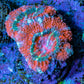 Ultra Acan Coral - Micromussa Lordhowensis - Acan Frag E3R3B1 Ultra Acan Coral - Micromussa Lordhowensis - Acan Frag E3R3B1 LPS Coral Ultra Acan Coral - Micromussa Lordhowensis - Acan Frag E3R3B1 Zeo Box Reef