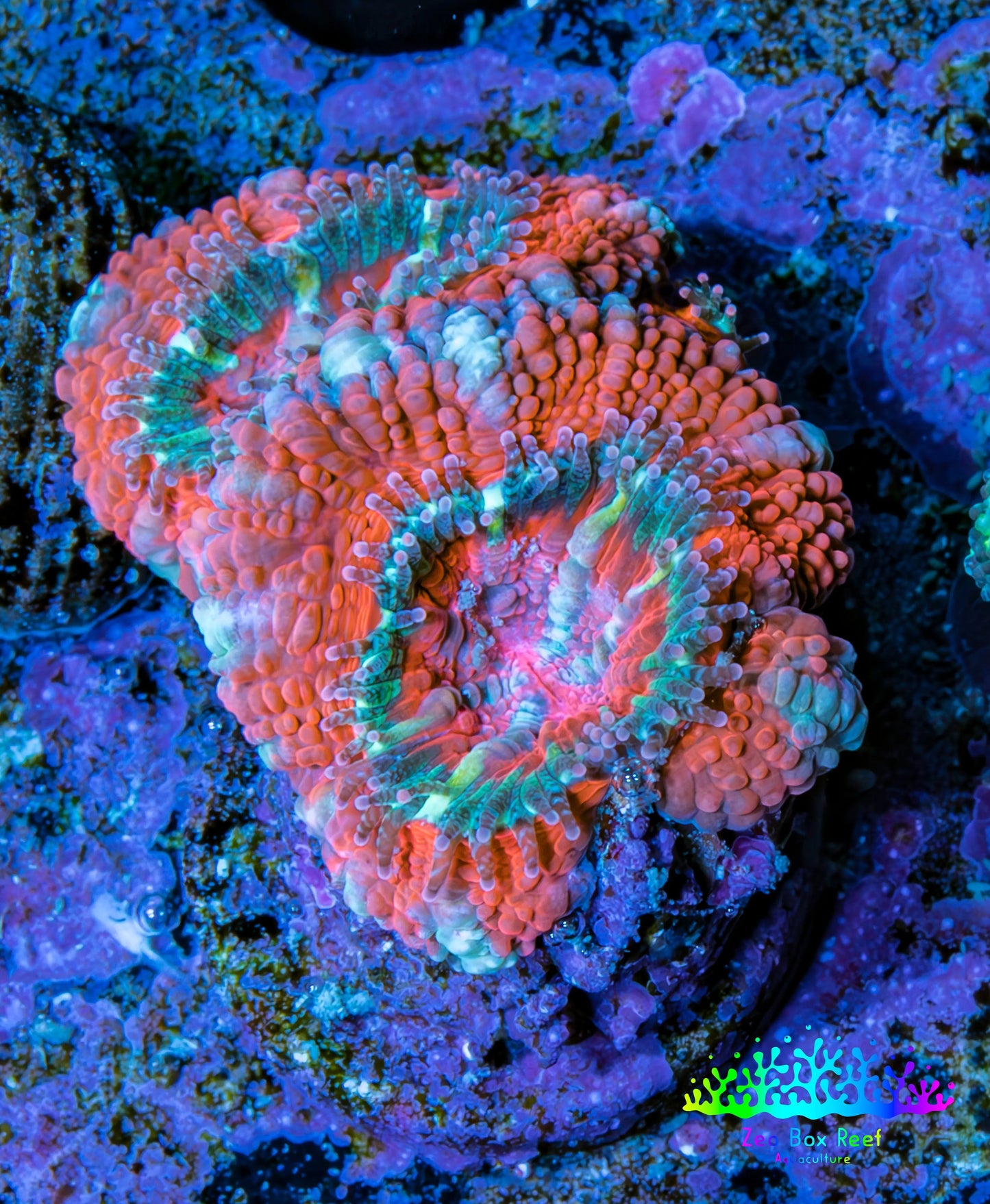 Ultra Acan Coral - Micromussa Lordhowensis - Acan Frag E3R3B1 Ultra Acan Coral - Micromussa Lordhowensis - Acan Frag E3R3B1 LPS Coral Ultra Acan Coral - Micromussa Lordhowensis - Acan Frag E3R3B1 Zeo Box Reef