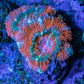 Ultra Acan Coral - Micromussa Lordhowensis - Acan Frag E3R3B1 Ultra Acan Coral - Micromussa Lordhowensis - Acan Frag E3R3B1 LPS Coral Ultra Acan Coral - Micromussa Lordhowensis - Acan Frag E3R3B1 Zeo Box Reef