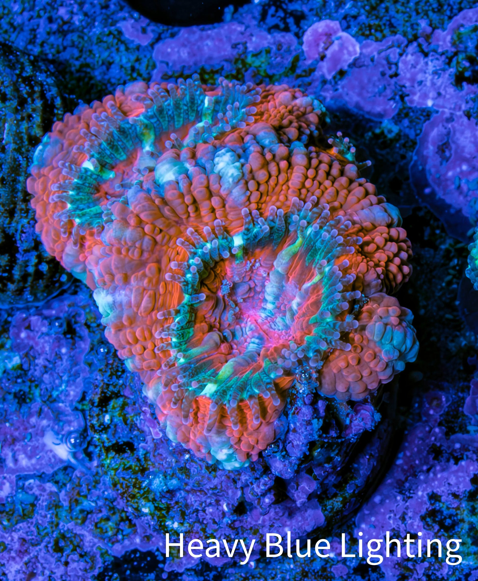 Ultra Acan Coral - Micromussa Lordhowensis - Acan Frag E3R3B1 Ultra Acan Coral - Micromussa Lordhowensis - Acan Frag E3R3B1 LPS Coral Ultra Acan Coral - Micromussa Lordhowensis - Acan Frag E3R3B1 Zeo Box Reef
