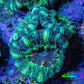 Ultra Acan Coral - Micromussa Lordhowensis - Acan Frag F3R3B1 (Copy) Ultra Acan Coral - Micromussa Lordhowensis - Acan Frag F3R3B1 (Copy) LPS Coral Ultra Acan Coral - Micromussa Lordhowensis - Acan Frag F3R3B1 (Copy) Zeo Box Reef