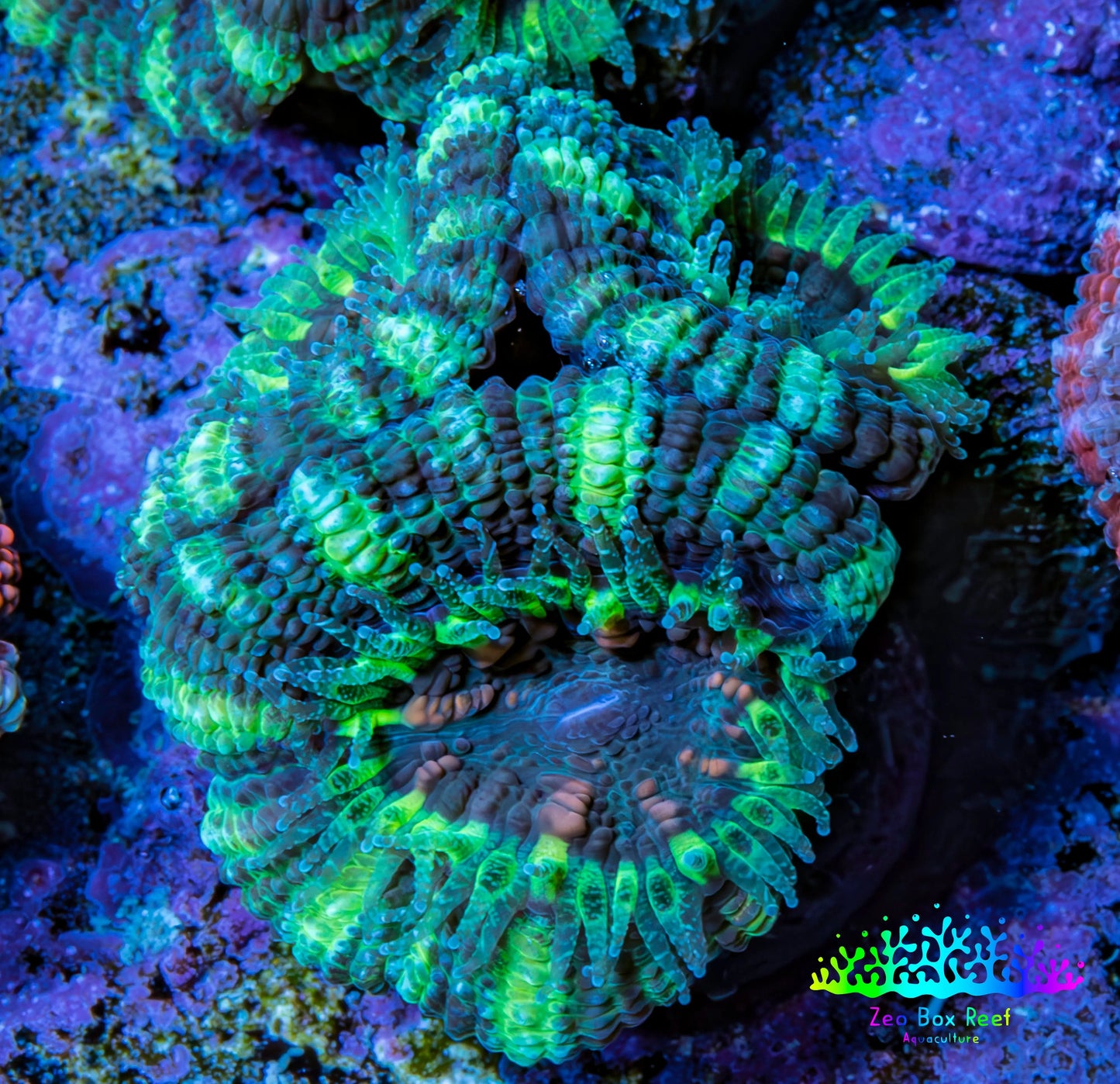Ultra Acan Coral - Micromussa Lordhowensis - Acan Frag F3R3B1 (Copy) Ultra Acan Coral - Micromussa Lordhowensis - Acan Frag F3R3B1 (Copy) LPS Coral Ultra Acan Coral - Micromussa Lordhowensis - Acan Frag F3R3B1 (Copy) Zeo Box Reef