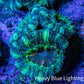 Ultra Acan Coral - Micromussa Lordhowensis - Acan Frag F3R3B1 (Copy) Ultra Acan Coral - Micromussa Lordhowensis - Acan Frag F3R3B1 (Copy) LPS Coral Ultra Acan Coral - Micromussa Lordhowensis - Acan Frag F3R3B1 (Copy) Zeo Box Reef