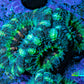 Ultra Acan Coral - Micromussa Lordhowensis - Acan Frag F4R3B1 Ultra Acan Coral - Micromussa Lordhowensis - Acan Frag F4R3B1 LPS Coral Ultra Acan Coral - Micromussa Lordhowensis - Acan Frag F4R3B1 Zeo Box Reef