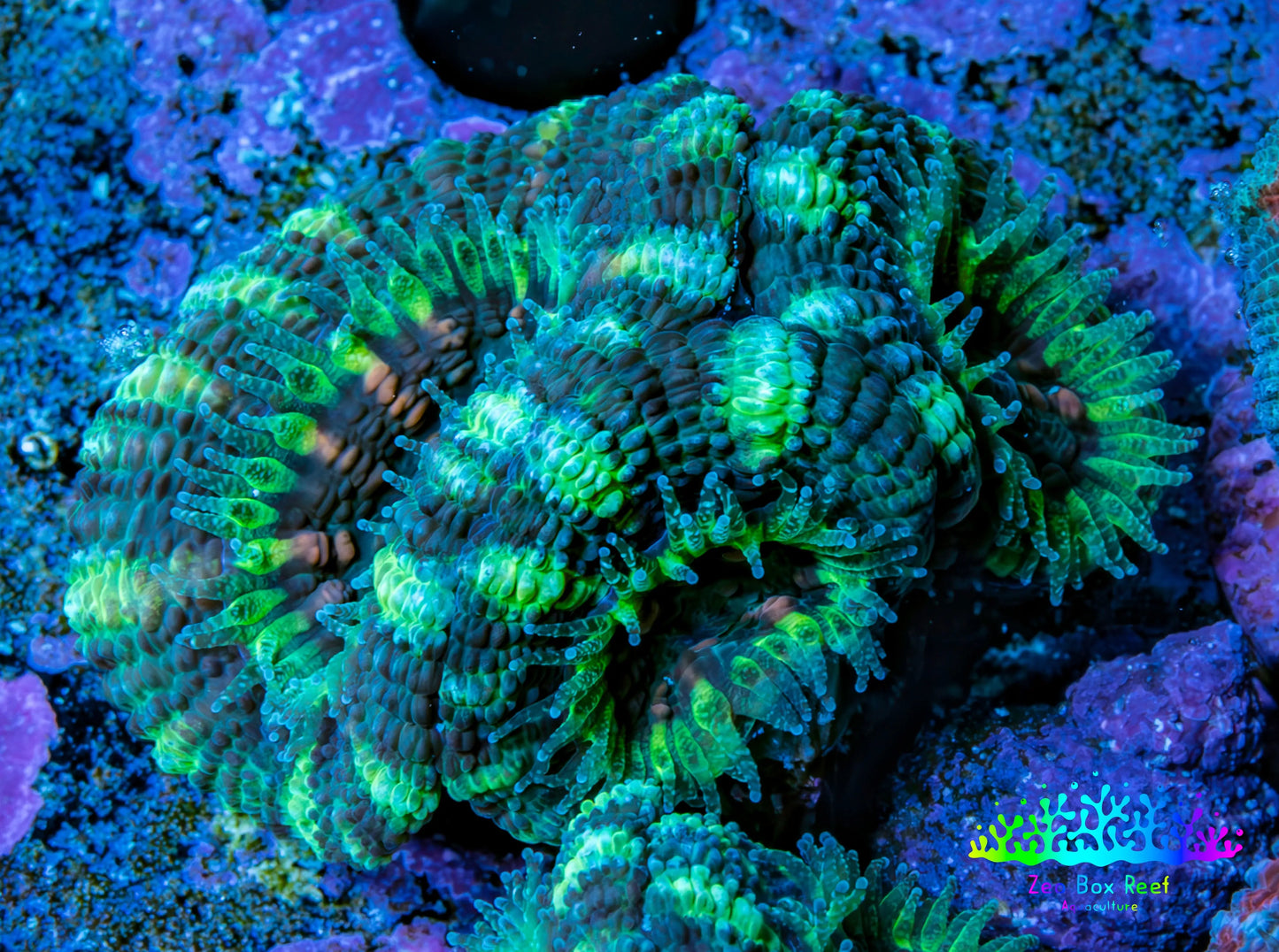 Ultra Acan Coral - Micromussa Lordhowensis - Acan Frag F4R3B1 Ultra Acan Coral - Micromussa Lordhowensis - Acan Frag F4R3B1 LPS Coral Ultra Acan Coral - Micromussa Lordhowensis - Acan Frag F4R3B1 Zeo Box Reef