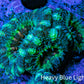 Ultra Acan Coral - Micromussa Lordhowensis - Acan Frag F4R3B1 Ultra Acan Coral - Micromussa Lordhowensis - Acan Frag F4R3B1 LPS Coral Ultra Acan Coral - Micromussa Lordhowensis - Acan Frag F4R3B1 Zeo Box Reef