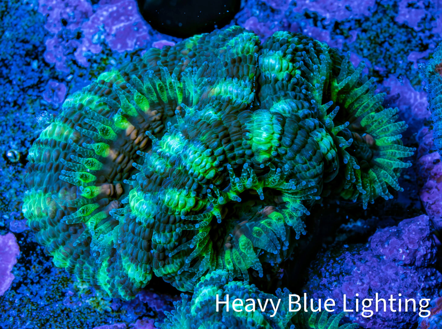 Ultra Acan Coral - Micromussa Lordhowensis - Acan Frag F4R3B1 Ultra Acan Coral - Micromussa Lordhowensis - Acan Frag F4R3B1 LPS Coral Ultra Acan Coral - Micromussa Lordhowensis - Acan Frag F4R3B1 Zeo Box Reef