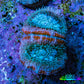 Ultra Acan Coral - Micromussa Lordhowensis - Acan Frag G1R3B1 Ultra Acan Coral - Micromussa Lordhowensis - Acan Frag G1R3B1 LPS Coral Ultra Acan Coral - Micromussa Lordhowensis - Acan Frag G1R3B1 Zeo Box Reef