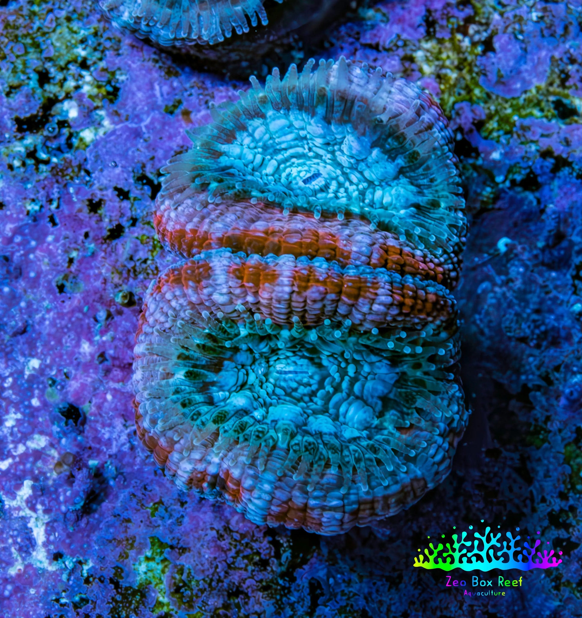Ultra Acan Coral - Micromussa Lordhowensis - Acan Frag G1R3B1 Ultra Acan Coral - Micromussa Lordhowensis - Acan Frag G1R3B1 LPS Coral Ultra Acan Coral - Micromussa Lordhowensis - Acan Frag G1R3B1 Zeo Box Reef