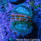 Ultra Acan Coral - Micromussa Lordhowensis - Acan Frag G1R3B1 Ultra Acan Coral - Micromussa Lordhowensis - Acan Frag G1R3B1 LPS Coral Ultra Acan Coral - Micromussa Lordhowensis - Acan Frag G1R3B1 Zeo Box Reef