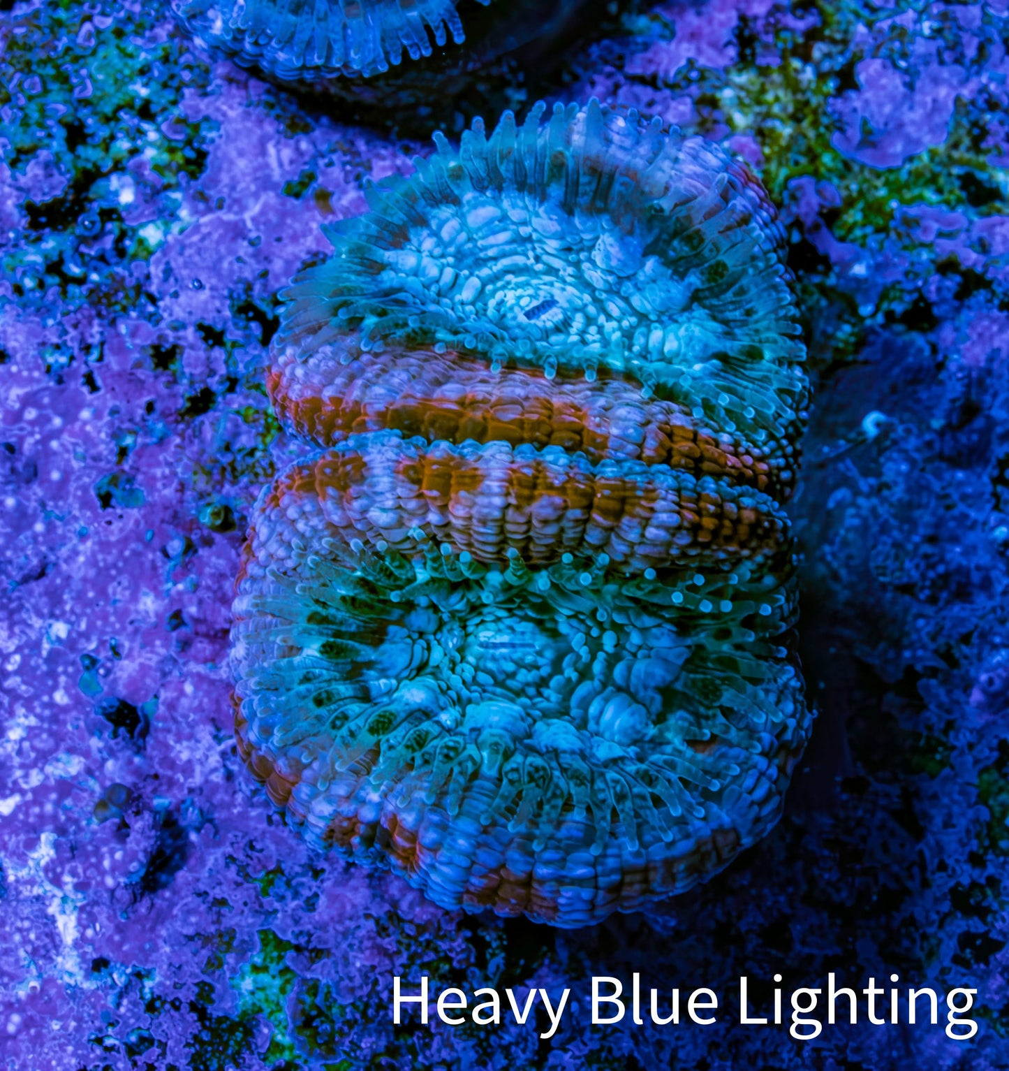 Ultra Acan Coral - Micromussa Lordhowensis - Acan Frag G1R3B1 Ultra Acan Coral - Micromussa Lordhowensis - Acan Frag G1R3B1 LPS Coral Ultra Acan Coral - Micromussa Lordhowensis - Acan Frag G1R3B1 Zeo Box Reef