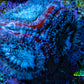Ultra Acan Coral - Micromussa Lordhowensis - Acan Frag G2R3B1 Ultra Acan Coral - Micromussa Lordhowensis - Acan Frag G2R3B1 LPS Coral Ultra Acan Coral - Micromussa Lordhowensis - Acan Frag G2R3B1 Zeo Box Reef