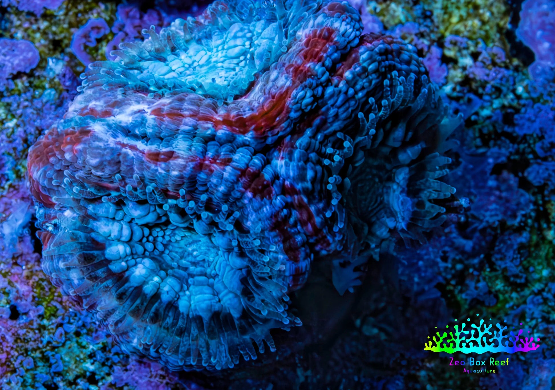 Ultra Acan Coral - Micromussa Lordhowensis - Acan Frag G2R3B1 Ultra Acan Coral - Micromussa Lordhowensis - Acan Frag G2R3B1 LPS Coral Ultra Acan Coral - Micromussa Lordhowensis - Acan Frag G2R3B1 Zeo Box Reef