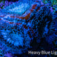 Ultra Acan Coral - Micromussa Lordhowensis - Acan Frag G2R3B1 Ultra Acan Coral - Micromussa Lordhowensis - Acan Frag G2R3B1 LPS Coral Ultra Acan Coral - Micromussa Lordhowensis - Acan Frag G2R3B1 Zeo Box Reef