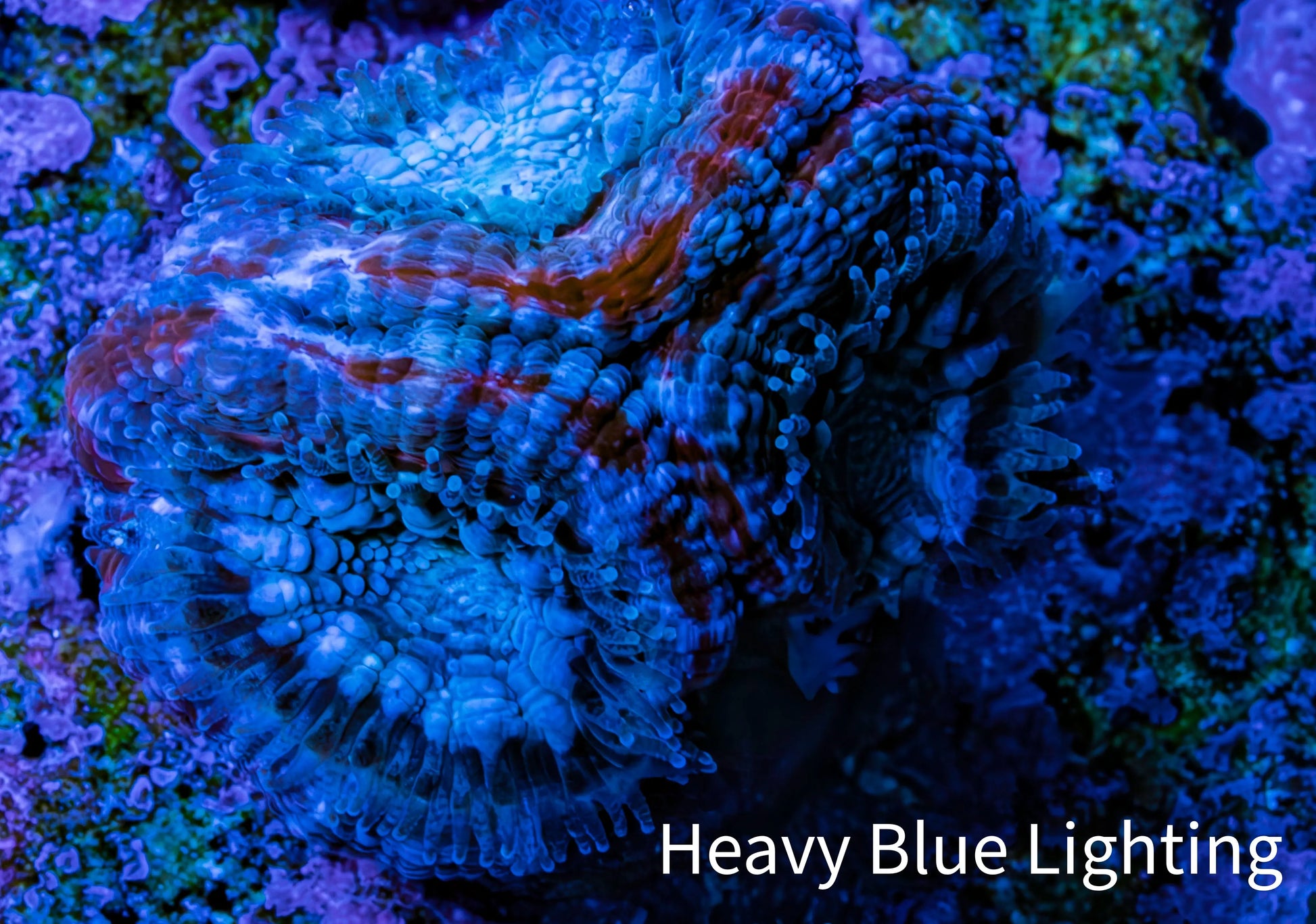 Ultra Acan Coral - Micromussa Lordhowensis - Acan Frag G2R3B1 Ultra Acan Coral - Micromussa Lordhowensis - Acan Frag G2R3B1 LPS Coral Ultra Acan Coral - Micromussa Lordhowensis - Acan Frag G2R3B1 Zeo Box Reef