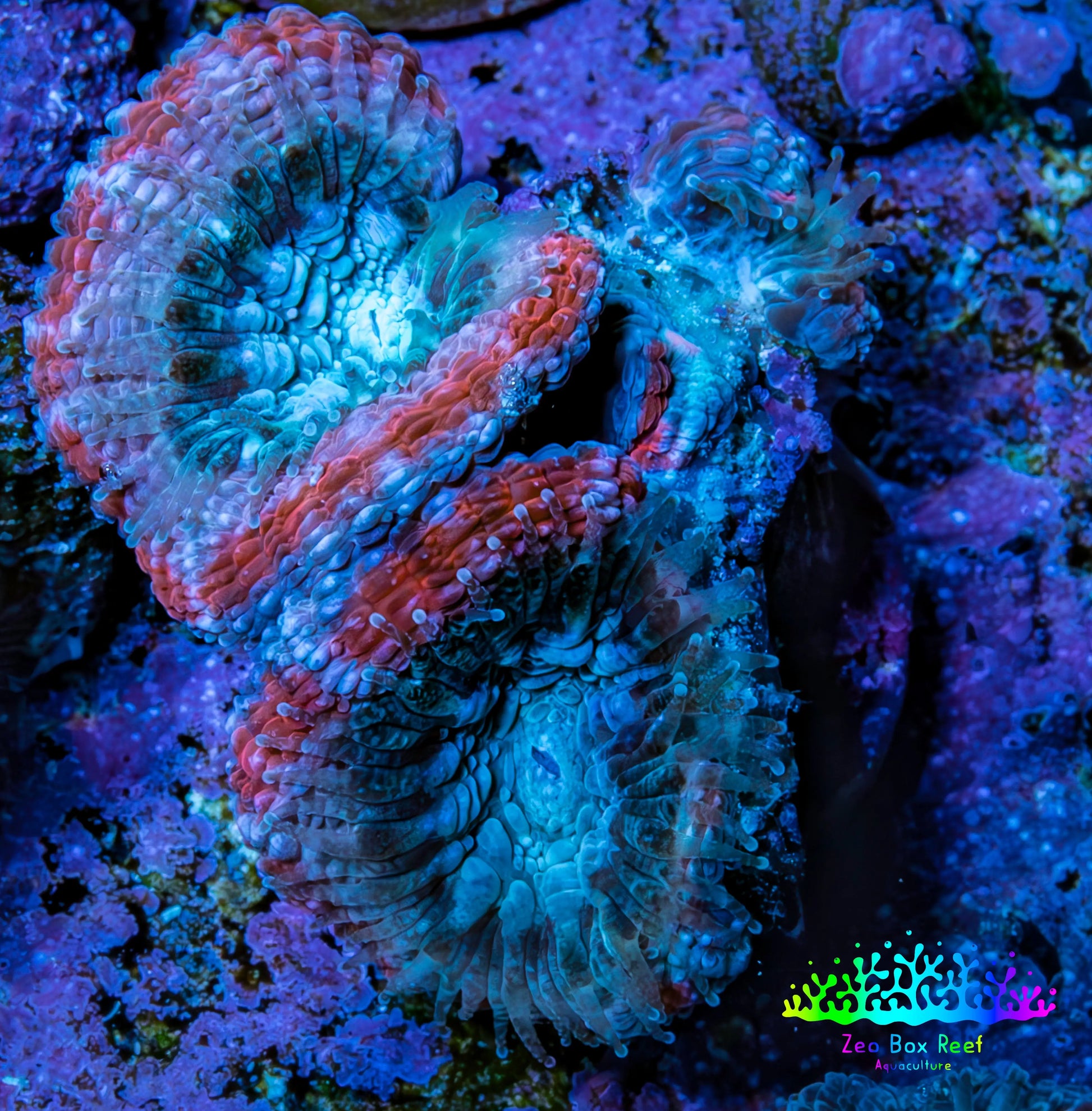 Ultra Acan Coral - Micromussa Lordhowensis - Acan Frag G3R3B1 Ultra Acan Coral - Micromussa Lordhowensis - Acan Frag G3R3B1 LPS Coral Ultra Acan Coral - Micromussa Lordhowensis - Acan Frag G3R3B1 Zeo Box Reef