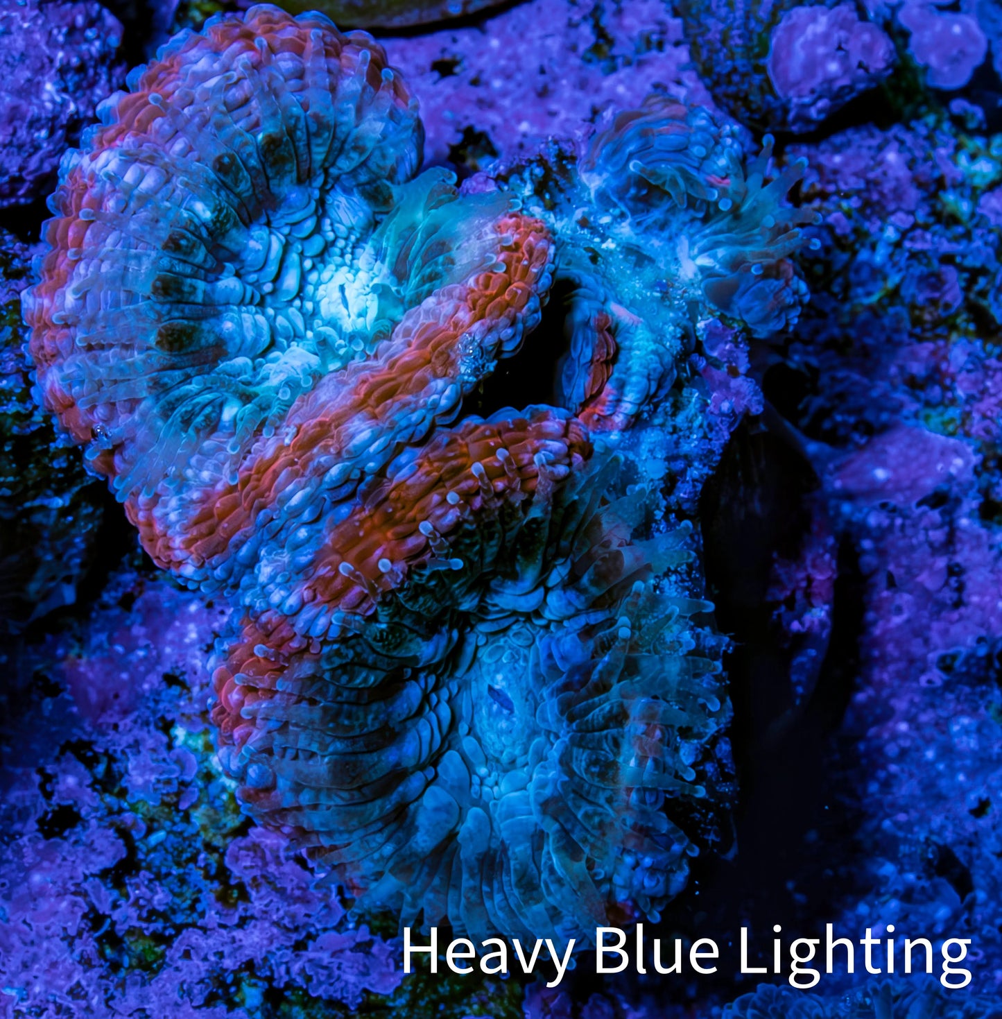 Ultra Acan Coral - Micromussa Lordhowensis - Acan Frag G3R3B1 Ultra Acan Coral - Micromussa Lordhowensis - Acan Frag G3R3B1 LPS Coral Ultra Acan Coral - Micromussa Lordhowensis - Acan Frag G3R3B1 Zeo Box Reef