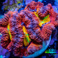 Ultra Acan Coral - Micromussa Lordhowensis - Acan Frag WYSIWYG A1R2B1 Ultra Acan Coral - Micromussa Lordhowensis - Acan Frag WYSIWYG A1R2B1 LPS Coral Ultra Acan Coral - Micromussa Lordhowensis - Acan Frag WYSIWYG A1R2B1 Zeo Box Reef