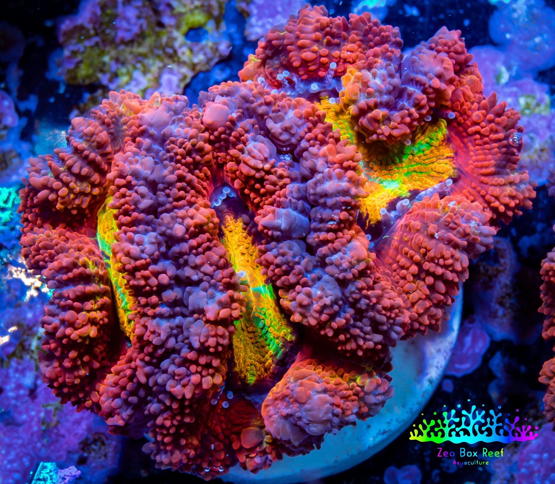 Ultra Acan Coral - Micromussa Lordhowensis - Acan Frag WYSIWYG A1R2B1 Ultra Acan Coral - Micromussa Lordhowensis - Acan Frag WYSIWYG A1R2B1 LPS Coral Ultra Acan Coral - Micromussa Lordhowensis - Acan Frag WYSIWYG A1R2B1 Zeo Box Reef