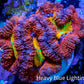Ultra Acan Coral - Micromussa Lordhowensis - Acan Frag WYSIWYG A1R2B1 Ultra Acan Coral - Micromussa Lordhowensis - Acan Frag WYSIWYG A1R2B1 LPS Coral Ultra Acan Coral - Micromussa Lordhowensis - Acan Frag WYSIWYG A1R2B1 Zeo Box Reef