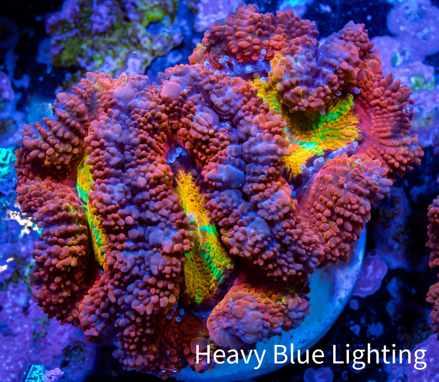 Ultra Acan Coral - Micromussa Lordhowensis - Acan Frag WYSIWYG A1R2B1 Ultra Acan Coral - Micromussa Lordhowensis - Acan Frag WYSIWYG A1R2B1 LPS Coral Ultra Acan Coral - Micromussa Lordhowensis - Acan Frag WYSIWYG A1R2B1 Zeo Box Reef