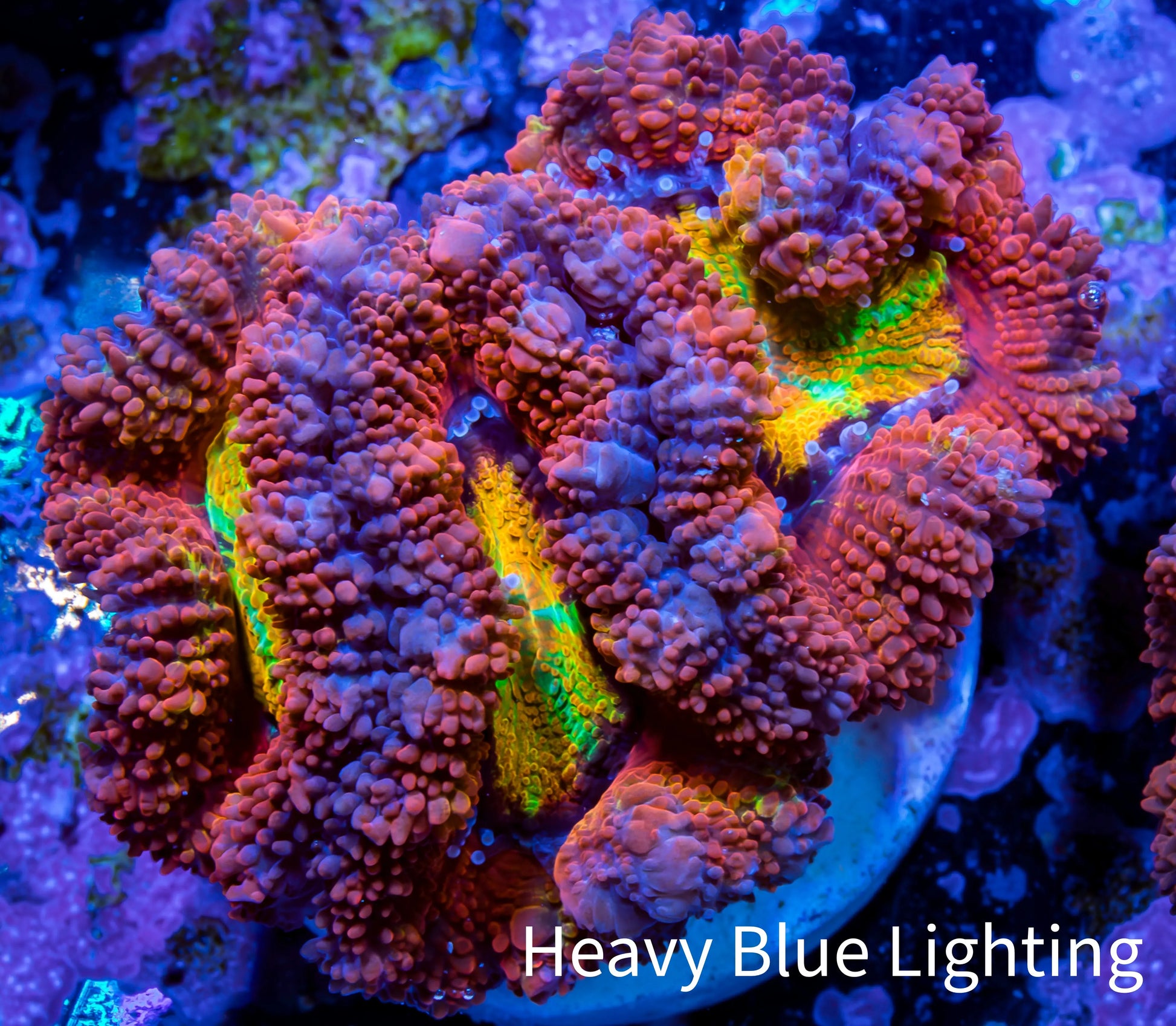 Ultra Acan Coral - Micromussa Lordhowensis - Acan Frag WYSIWYG A1R2B1 Ultra Acan Coral - Micromussa Lordhowensis - Acan Frag WYSIWYG A1R2B1 LPS Coral Ultra Acan Coral - Micromussa Lordhowensis - Acan Frag WYSIWYG A1R2B1 Zeo Box Reef
