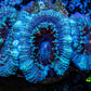 Ultra Acan Coral - Micromussa Lordhowensis - Acan Frag WYSIWYG A1R2B1 Ultra Acan Coral - Micromussa Lordhowensis - Acan Frag WYSIWYG A1R2B1 LPS Coral Ultra Acan Coral - Micromussa Lordhowensis - Acan Frag WYSIWYG A1R2B1 Zeo Box Reef