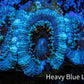 Ultra Acan Coral - Micromussa Lordhowensis - Acan Frag WYSIWYG A1R2B1 Ultra Acan Coral - Micromussa Lordhowensis - Acan Frag WYSIWYG A1R2B1 LPS Coral Ultra Acan Coral - Micromussa Lordhowensis - Acan Frag WYSIWYG A1R2B1 Zeo Box Reef