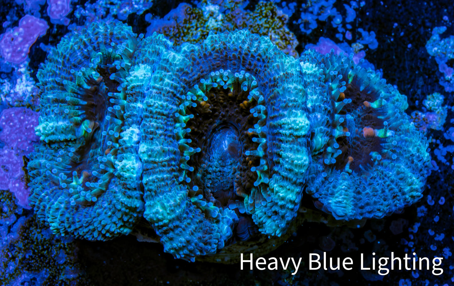 Ultra Acan Coral - Micromussa Lordhowensis - Acan Frag WYSIWYG A1R2B1 Ultra Acan Coral - Micromussa Lordhowensis - Acan Frag WYSIWYG A1R2B1 LPS Coral Ultra Acan Coral - Micromussa Lordhowensis - Acan Frag WYSIWYG A1R2B1 Zeo Box Reef