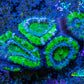 Ultra Acan Coral - Micromussa Lordhowensis - Acan Frag WYSIWYG A1R2B1 Ultra Acan Coral - Micromussa Lordhowensis - Acan Frag WYSIWYG A1R2B1 LPS Coral Ultra Acan Coral - Micromussa Lordhowensis - Acan Frag WYSIWYG A1R2B1 Zeo Box Reef