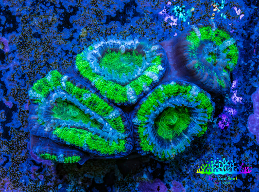 Ultra Acan Coral - Micromussa Lordhowensis - Acan Frag WYSIWYG A1R2B1 Ultra Acan Coral - Micromussa Lordhowensis - Acan Frag WYSIWYG A1R2B1 LPS Coral Ultra Acan Coral - Micromussa Lordhowensis - Acan Frag WYSIWYG A1R2B1 Zeo Box Reef